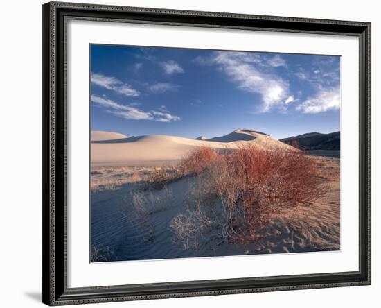 Nevada. Usa. Vegetation on Dunes Below Sand Mountain. Great Basin-Scott T. Smith-Framed Photographic Print