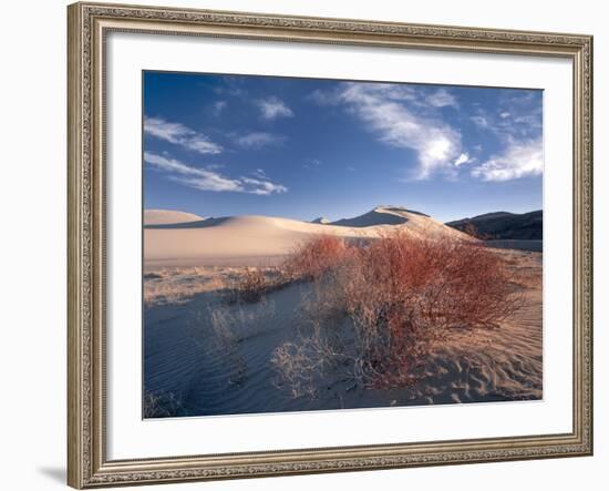 Nevada. Usa. Vegetation on Dunes Below Sand Mountain. Great Basin-Scott T. Smith-Framed Photographic Print