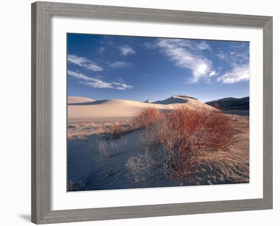 Nevada. Usa. Vegetation on Dunes Below Sand Mountain. Great Basin-Scott T. Smith-Framed Photographic Print