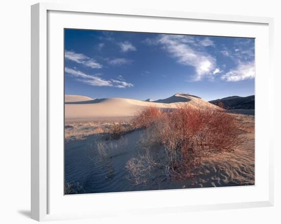 Nevada. Usa. Vegetation on Dunes Below Sand Mountain. Great Basin-Scott T. Smith-Framed Photographic Print