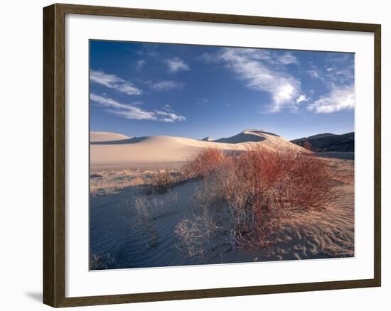 Nevada. Usa. Vegetation on Dunes Below Sand Mountain. Great Basin-Scott T. Smith-Framed Photographic Print