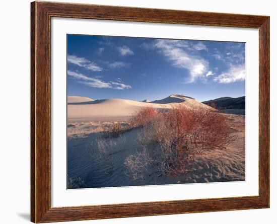 Nevada. Usa. Vegetation on Dunes Below Sand Mountain. Great Basin-Scott T. Smith-Framed Photographic Print