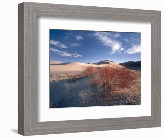 Nevada. Usa. Vegetation on Dunes Below Sand Mountain. Great Basin-Scott T. Smith-Framed Photographic Print