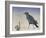 Nevermore, 2015-Magdolna Ban-Framed Giclee Print