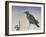 Nevermore, 2015-Magdolna Ban-Framed Giclee Print