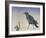 Nevermore, 2015-Magdolna Ban-Framed Giclee Print