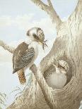 Kookaburras Feeding at a Nest in a Tree, 1892-Neville Henry Peniston Cayley-Framed Premier Image Canvas