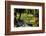 Nevis Botanical Garden, Nevis, St. Kitts and Nevis-Robert Harding-Framed Photographic Print