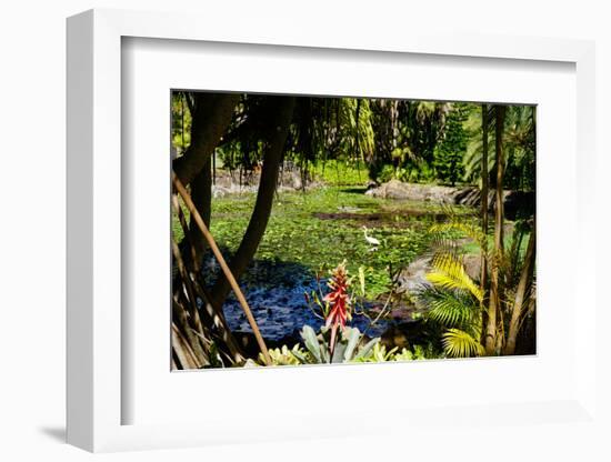 Nevis Botanical Garden, Nevis, St. Kitts and Nevis-Robert Harding-Framed Photographic Print