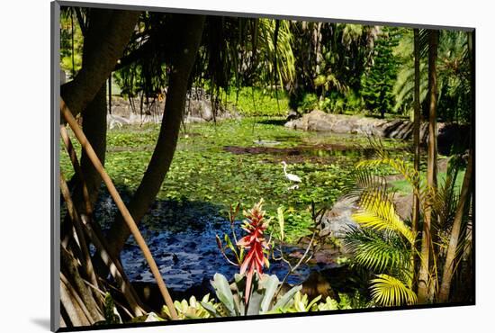 Nevis Botanical Garden, Nevis, St. Kitts and Nevis-Robert Harding-Mounted Photographic Print