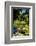 Nevis Botanical Garden, Nevis, St. Kitts and Nevis-Robert Harding-Framed Photographic Print