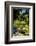 Nevis Botanical Garden, Nevis, St. Kitts and Nevis-Robert Harding-Framed Photographic Print