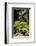 Nevis Botanical Garden, Nevis, St. Kitts and Nevis-Robert Harding-Framed Photographic Print