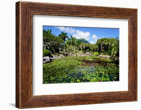 Nevis Botanical Garden, Nevis, St. Kitts and Nevis-Robert Harding-Framed Photographic Print