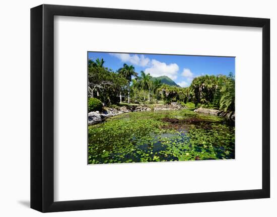 Nevis Botanical Garden, Nevis, St. Kitts and Nevis-Robert Harding-Framed Photographic Print