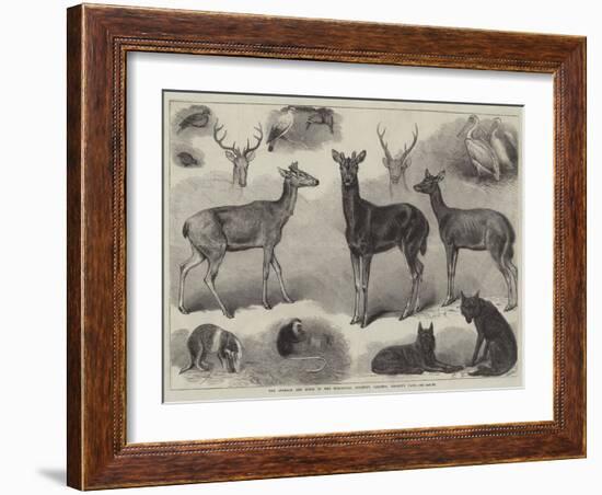 New Animals and Birds in the Zoological Society's Gardens, Regent's Park-Friedrich Wilhelm Keyl-Framed Giclee Print