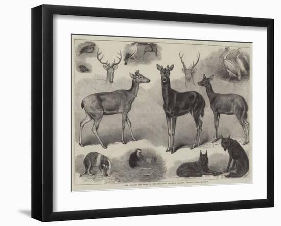 New Animals and Birds in the Zoological Society's Gardens, Regent's Park-Friedrich Wilhelm Keyl-Framed Giclee Print