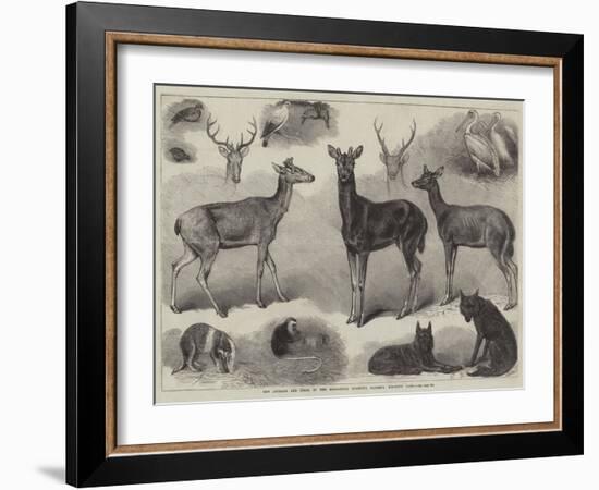 New Animals and Birds in the Zoological Society's Gardens, Regent's Park-Friedrich Wilhelm Keyl-Framed Giclee Print