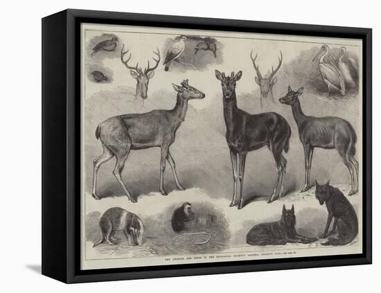 New Animals and Birds in the Zoological Society's Gardens, Regent's Park-Friedrich Wilhelm Keyl-Framed Premier Image Canvas