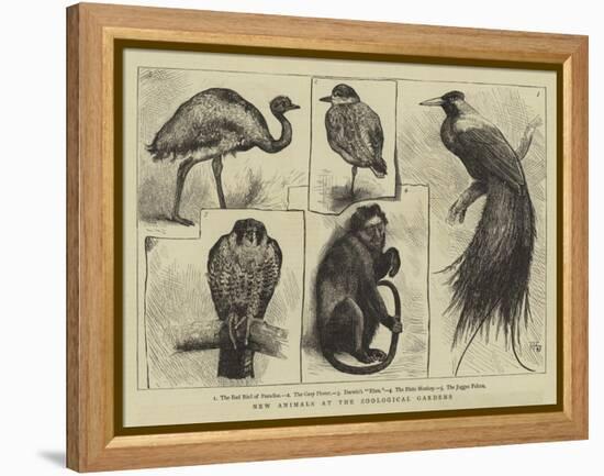 New Animals at Zoological Gardens-Harry Hamilton Johnston-Framed Premier Image Canvas