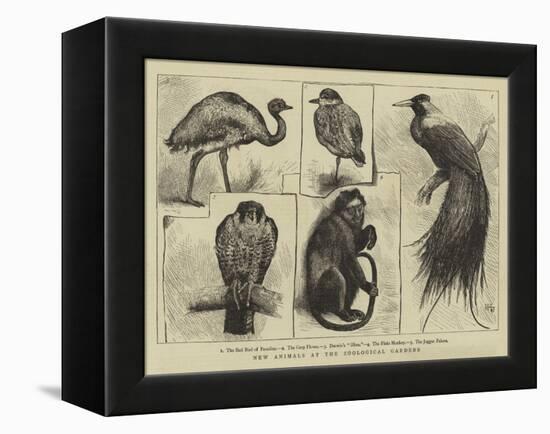 New Animals at Zoological Gardens-Harry Hamilton Johnston-Framed Premier Image Canvas