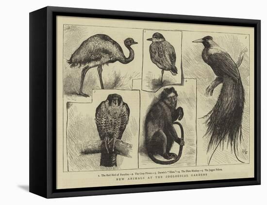 New Animals at Zoological Gardens-Harry Hamilton Johnston-Framed Premier Image Canvas