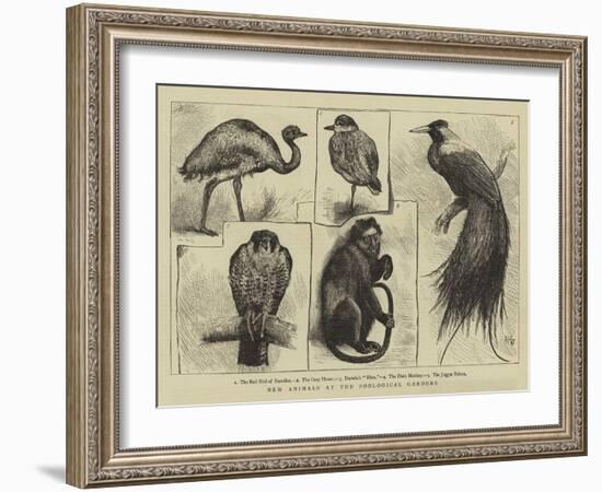 New Animals at Zoological Gardens-Harry Hamilton Johnston-Framed Giclee Print