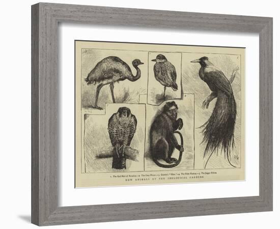 New Animals at Zoological Gardens-Harry Hamilton Johnston-Framed Giclee Print