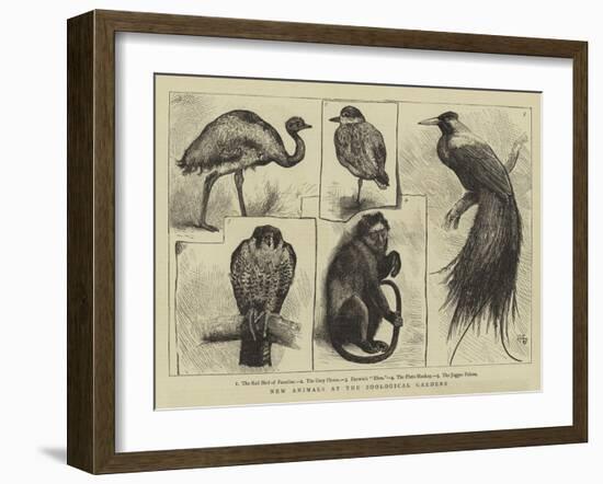 New Animals at Zoological Gardens-Harry Hamilton Johnston-Framed Giclee Print