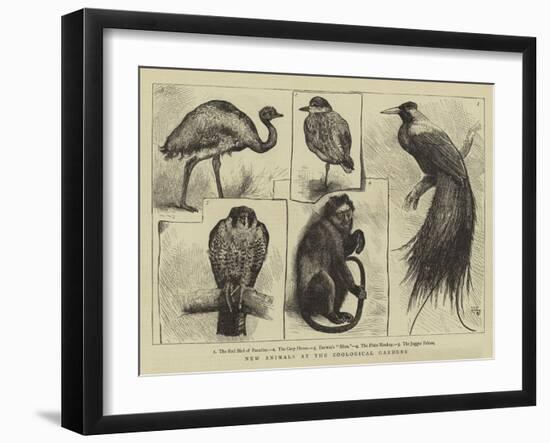 New Animals at Zoological Gardens-Harry Hamilton Johnston-Framed Giclee Print