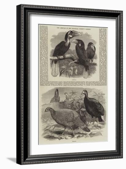 New Arrivals at the Zoological Society's Gardens-Thomas W. Wood-Framed Giclee Print