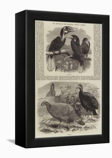 New Arrivals at the Zoological Society's Gardens-Thomas W. Wood-Framed Premier Image Canvas