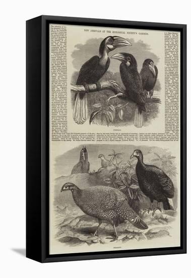 New Arrivals at the Zoological Society's Gardens-Thomas W. Wood-Framed Premier Image Canvas