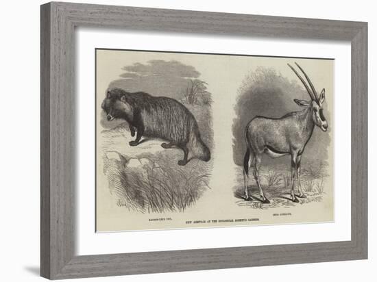 New Arrivals at the Zoological Society's Gardens-Thomas W. Wood-Framed Giclee Print