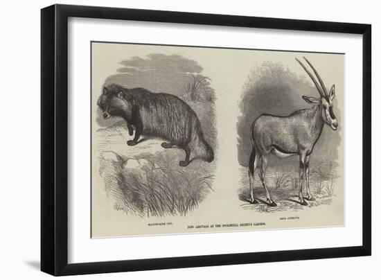 New Arrivals at the Zoological Society's Gardens-Thomas W. Wood-Framed Giclee Print