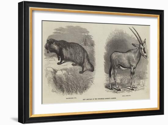 New Arrivals at the Zoological Society's Gardens-Thomas W. Wood-Framed Giclee Print