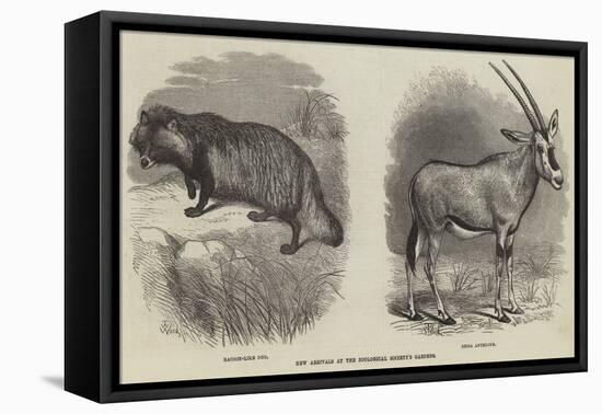 New Arrivals at the Zoological Society's Gardens-Thomas W. Wood-Framed Premier Image Canvas