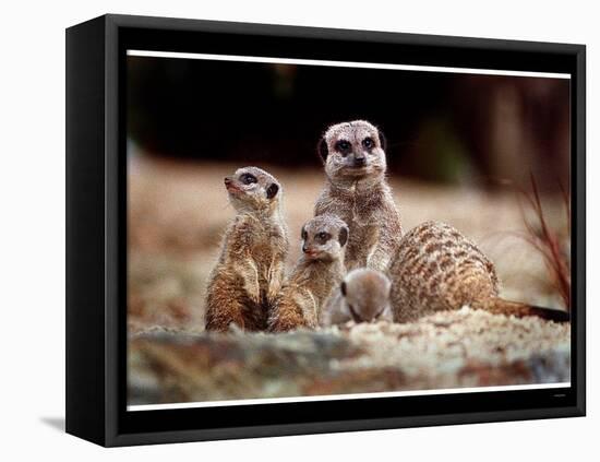 New Baby Meerkats at Edinburgh Zoo, September 1999-null-Framed Premier Image Canvas
