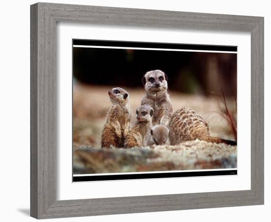 New Baby Meerkats at Edinburgh Zoo, September 1999-null-Framed Photographic Print