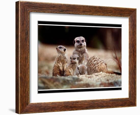 New Baby Meerkats at Edinburgh Zoo, September 1999-null-Framed Photographic Print