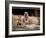 New Baby Meerkats at Edinburgh Zoo, September 1999-null-Framed Photographic Print