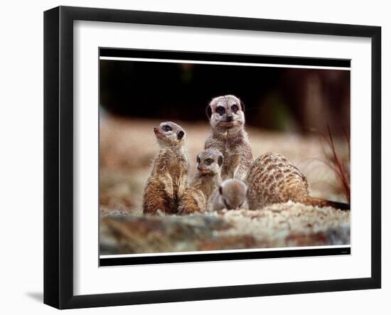 New Baby Meerkats at Edinburgh Zoo, September 1999-null-Framed Photographic Print