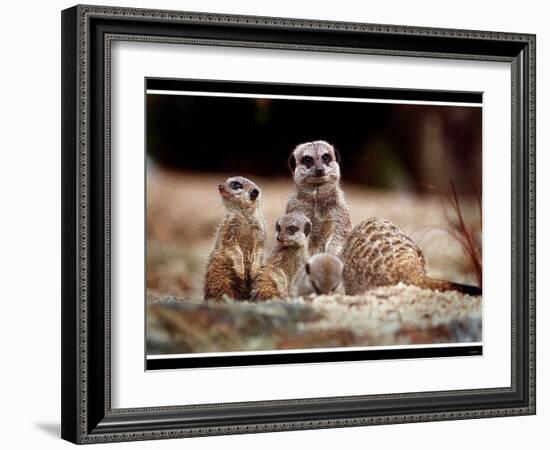 New Baby Meerkats at Edinburgh Zoo, September 1999-null-Framed Photographic Print