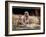 New Baby Meerkats at Edinburgh Zoo, September 1999-null-Framed Photographic Print