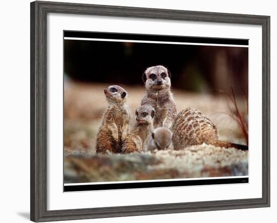 New Baby Meerkats at Edinburgh Zoo, September 1999-null-Framed Photographic Print