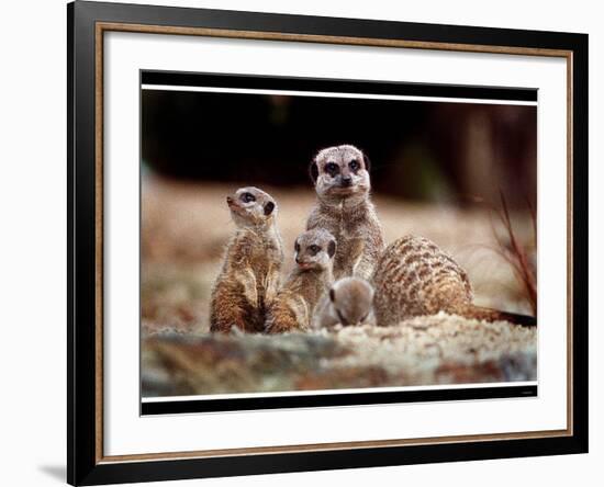 New Baby Meerkats at Edinburgh Zoo, September 1999-null-Framed Photographic Print