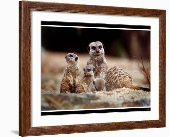 New Baby Meerkats at Edinburgh Zoo, September 1999-null-Framed Photographic Print