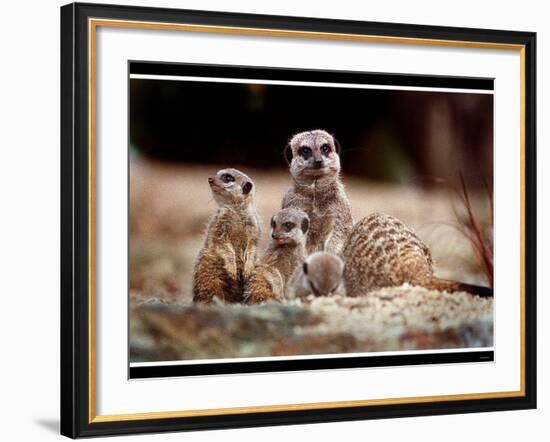 New Baby Meerkats at Edinburgh Zoo, September 1999-null-Framed Photographic Print