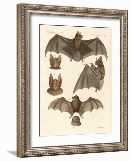 New Bats-null-Framed Giclee Print