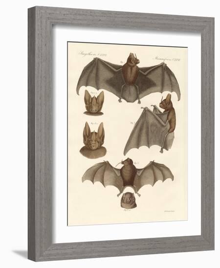 New Bats-null-Framed Giclee Print